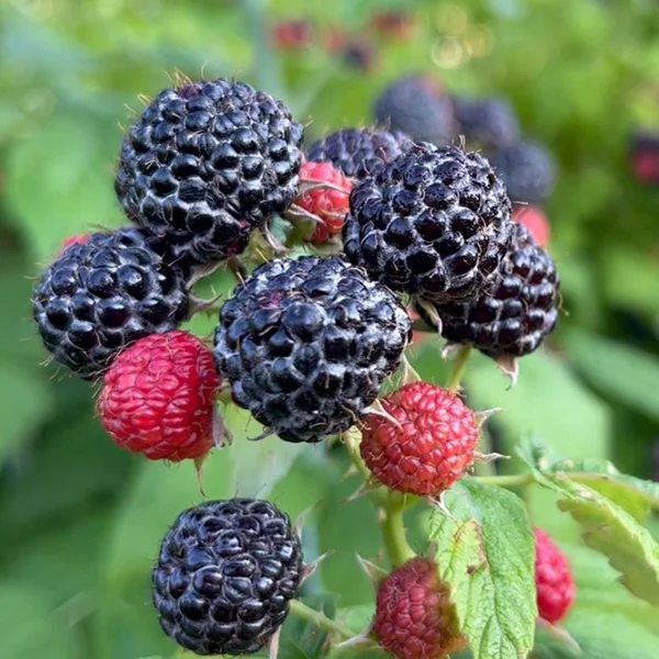 Jewel Black Raspberry