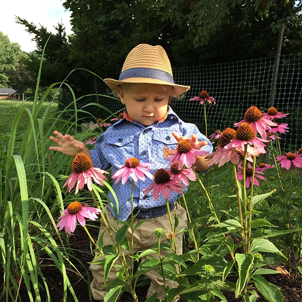 Echinacea Purpurea purple and a child