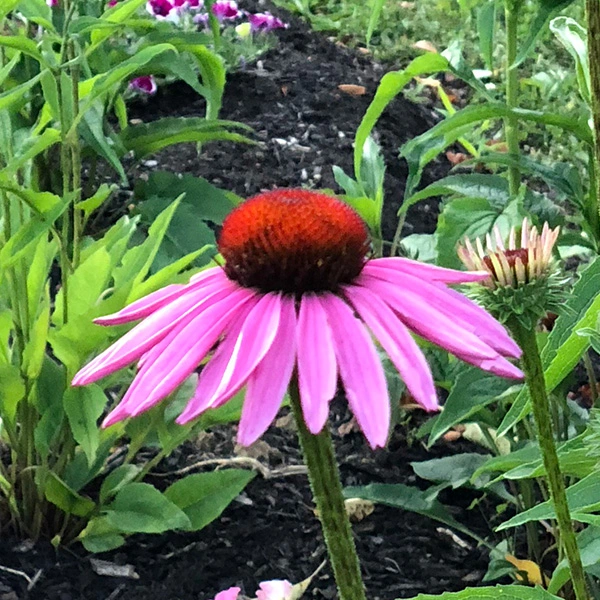 Echinacea Purpurea big purple flower