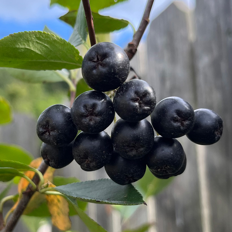 Aronia Viking berries on a branch