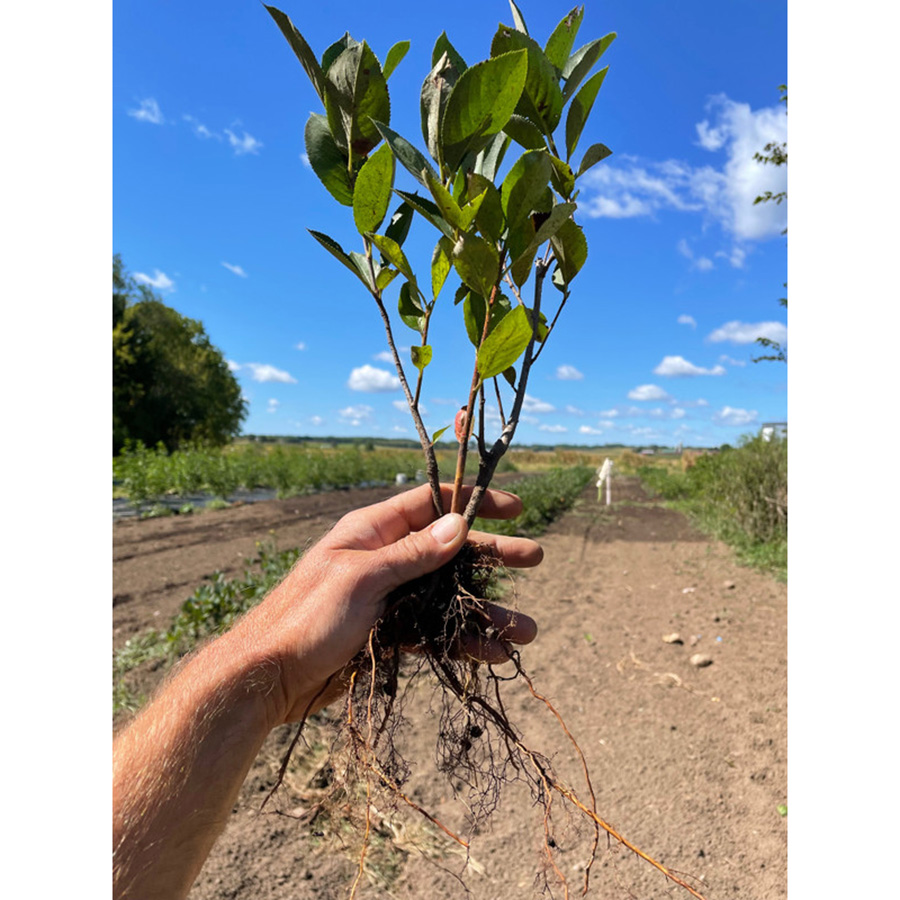 Aronia transplant for planting in fall (Viking)