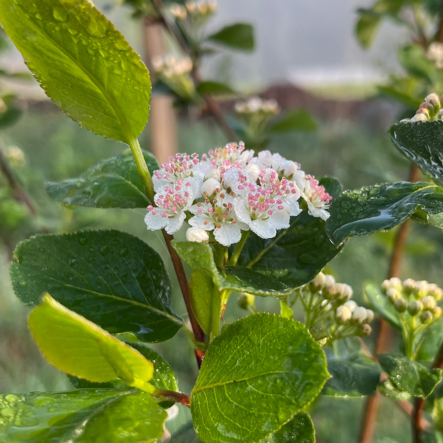 Viking Aronia flower in early spring