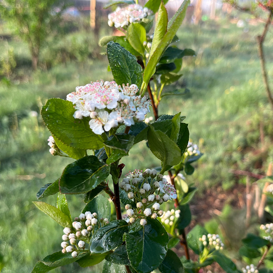 Viking Aronia flowers in spring